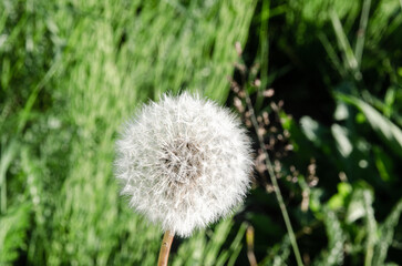 Wild white fluffy dandalion flowers of Fraser Valley found at Mission, BC, Canada