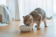 © oatawa - Scottish fold cat eating food from bowl. Home pet feeding. Pet care. balanced nutrition for pets.