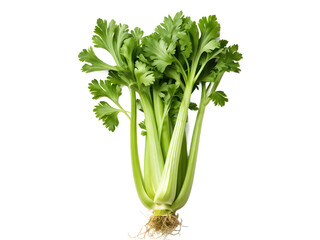 fresh celery isolated on transparent background
