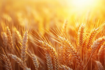 Close up of ripe wheat in summer field at sunset.