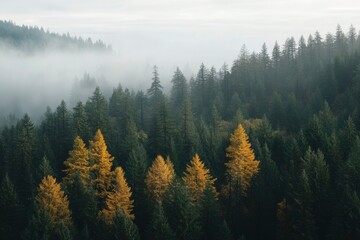 Wall Mural - Misty Forest with Golden Autumn Trees