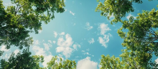 Poster - Tree branches framing the sky in a bottom view with copy space image between treetops creating a summer background embodying nature and ecology