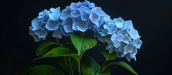 Wall Mural - French Hydrangea flowers in a garden with a dark background capturing Hydrangea macrophylla or Hortensia in a stunning copy space image