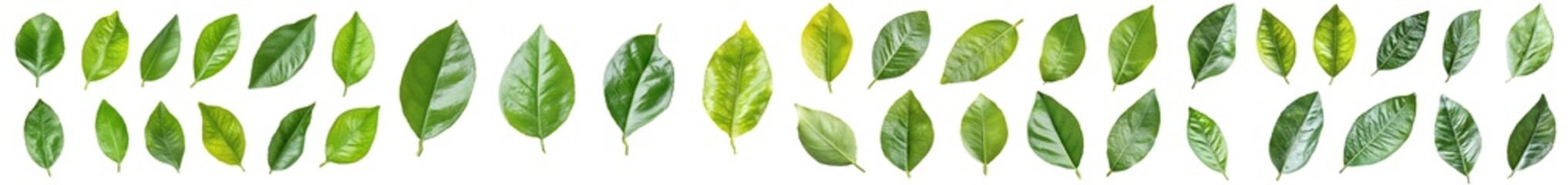 Poster - Lemon, grapefruit, orange, lime, kumquat leaves on a white background, clipping path, full depth of field