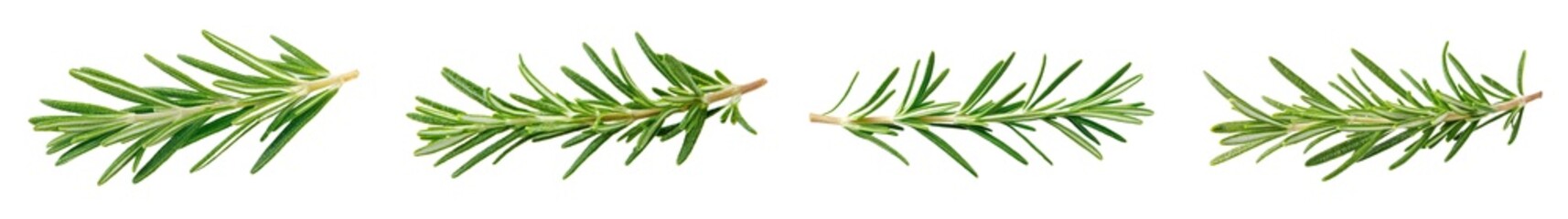 Poster - Rosemary isolated on white background, clipping path, depth of field 100%