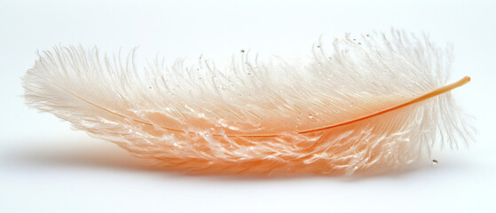 A delicate feather with a soft, fluffy texture, showcasing nature's elegance and beauty in neutral tones.