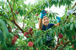 © hideo tsuto - 桃の収穫をする日本の農家さん