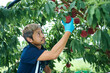 © hideo tsuto - 桃の収穫をする日本の農家さん