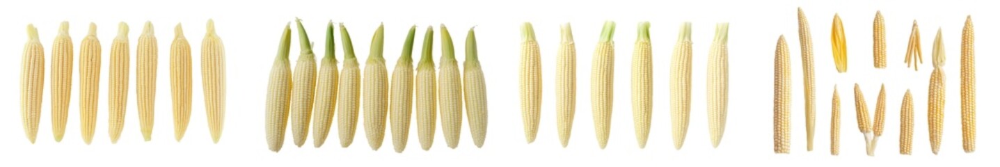 Poster - Isolated baby corn on white background, clipping path, full depth of field