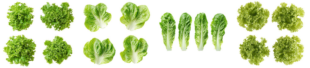 Poster - Isolated on a white background with clipping path, full depth of field, salad, lettuce, Lollo Bionda