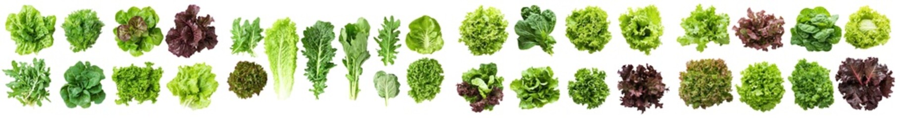 Sticker - Isolated on white background, clipping path, full depth of field, lettuce, Batavia, Lollo Bionda, Romain, Red Oak, Lollo Rosso, clipping path, full depth of field