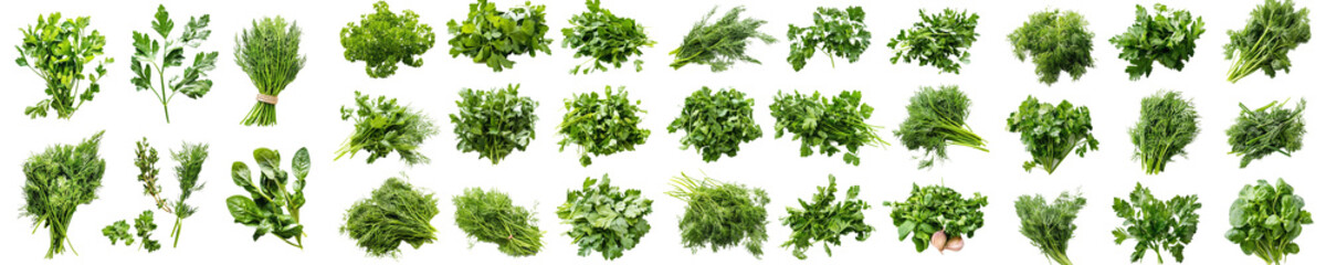 Poster - Isolated parsley, coriander, dill, clipping path, full depth of field