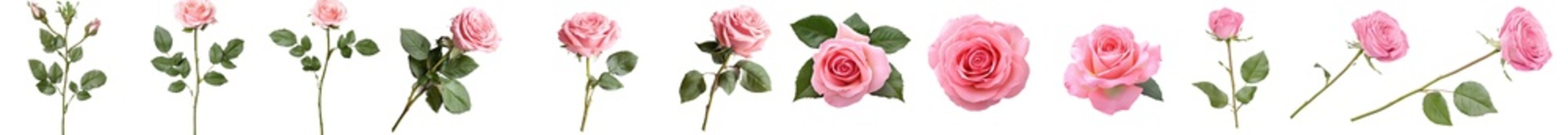 Aufkleber - Angular red rose isolated on white, clipping path, full depth of field