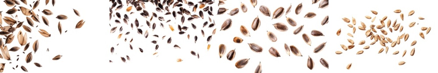 Poster - A falling sunflower seed is isolated on a white background, selectively focused