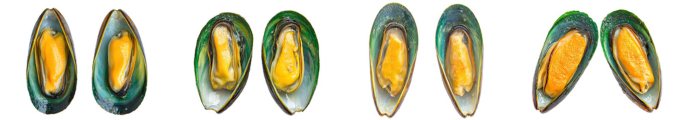 Poster - An isolated green shell-covered mussel, with a white background and full depth of field