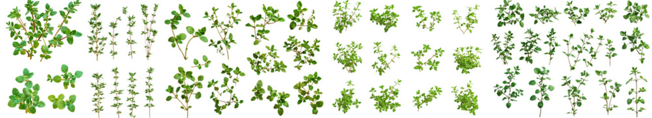 Poster - A full-depth of field photograph of thyme isolated on white background