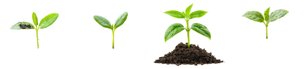 Poster - The sprout of a young plant growing from the soil is isolated on a white background