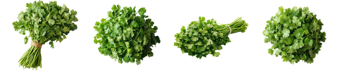 Poster - Full depth of field shot of coriander leaves on a white background