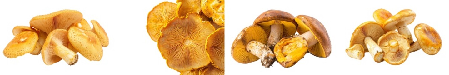 Poster - An isolated Chanterelle mushroom on a white background, with full depth of field