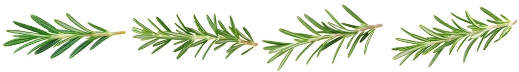 Poster - An isolated rosemary plant on a white background, in full depth of field