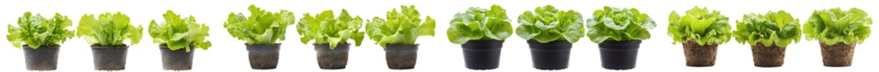Poster - Full depth of field image of Romain lettuce on a white background