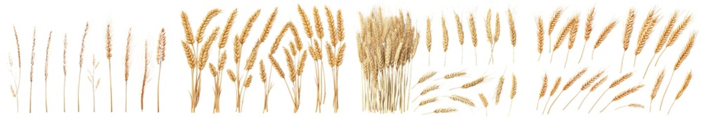 Poster - Isolated wheat on white background with full depth of field