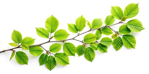 Aerial view of Beech branch with green leaves isolated on white background