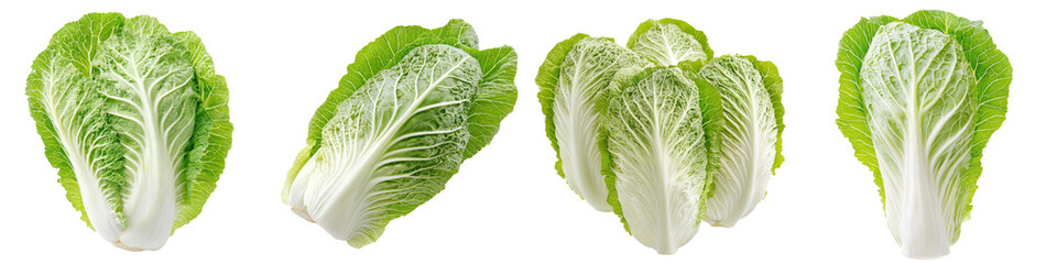 Poster - China cabbage, isolated on white, full depth of field