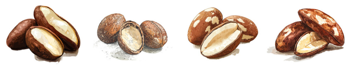 Poster - Isolated Brazil Nut on white background, full depth of field