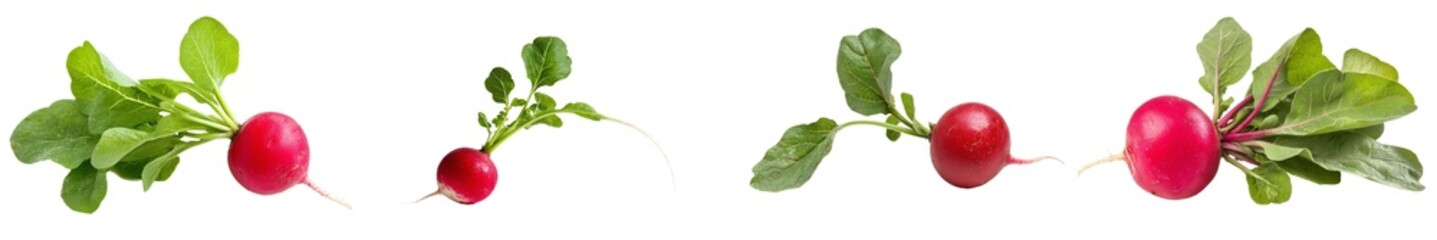 Poster - Isolated radish with full depth of field in front of a white background