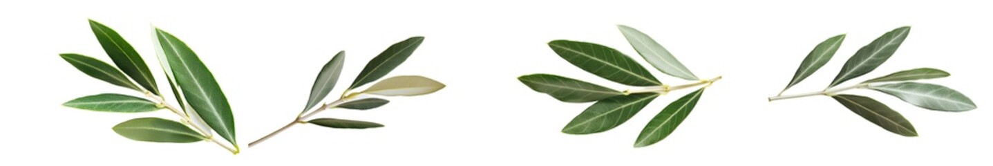 Poster - Full-depth of field, sea buckthorn leaves isolated on white