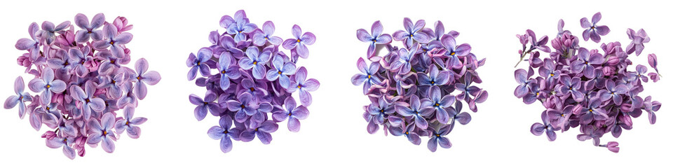 Fototapete - Isolated white lilac flower with full depth of field against a white background
