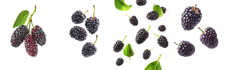 Poster - An isolated fall Mulberry falling on a white background with a full depth of field