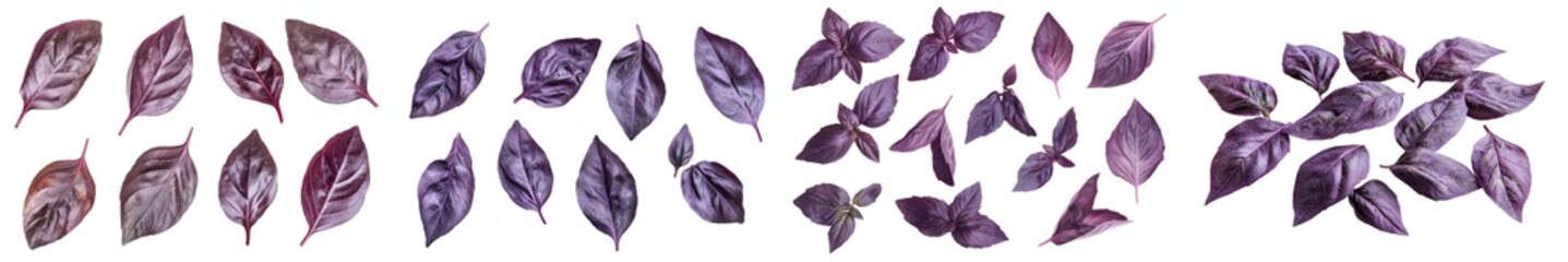 Poster - Violet, purple, and red basil, isolated on white, clipping path, full depth of field