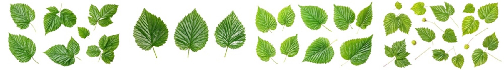 Poster - An isolated raspberry leaf resting on a white background. It has a clipping path and full depth of field.