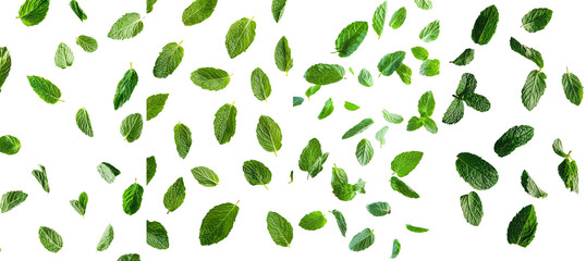 Poster - Isolated on a white background, falling Melissa leaves, lemon balm in full depth of field