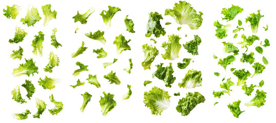 Poster - An isolated Romain lettuce leaf falling on a white background with a full depth of field