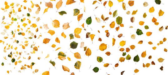 Poster - Into the depths of field, isolated autumn falling leaves with a white background