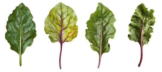 Poster - Leaves of beetroot falling on a white background, deep focus
