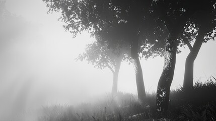 Aufkleber - trees silhouette foggy monochrom