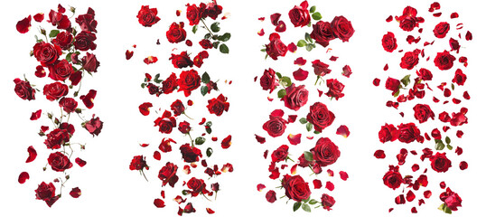 Canvas Print - Red roses falling on a white background, full depth of field