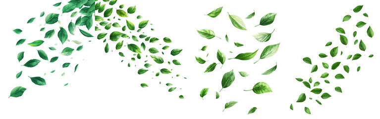 Poster - Lily of the valley leaf falling, isolated on white background, full depth of field