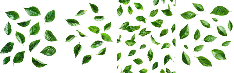 Poster - A falling apple leaf with a full depth of field, isolated on a white background