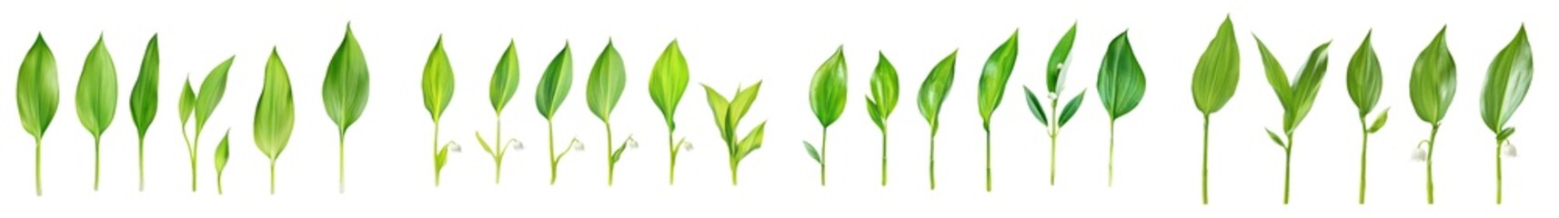Aufkleber - A full depth of field image of a Lily of the Valley Leaf, isolated on a white background