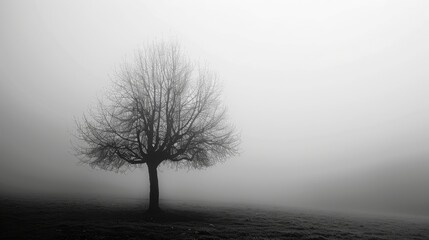 Aufkleber - trees silhouette foggy monochrom
