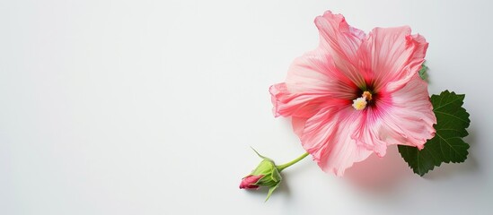 Poster - A solitary pink hollyhock set against a white background with copy space image