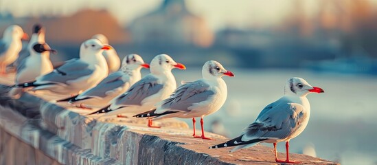 Poster - Black headed gulls resting on rooftop during the day with copy space image