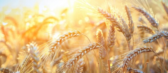 Poster - Close up of ripe rye ears in a sunny field creating a harvest themed copy space image