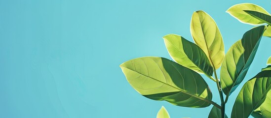 Leinwandbilder - Vibrant plant leaves against a clear blue sky in a copy space image
