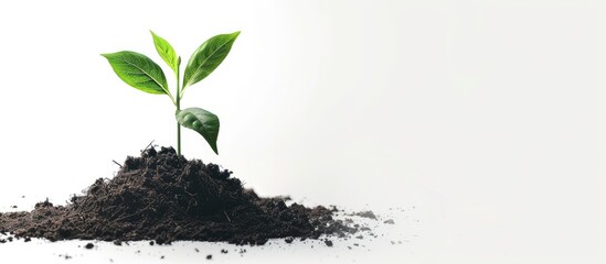 Poster - A seedling situated in compost on a plain white backdrop with ample copy space image available